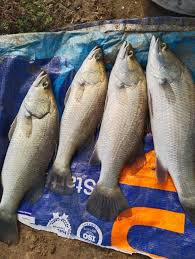 Seabass/കാളാഞ്ചി