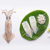 Squid