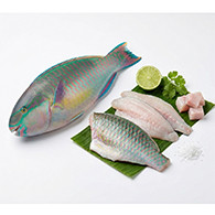 Parrot Fish