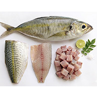 Scad Fish