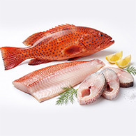 Red Grouper