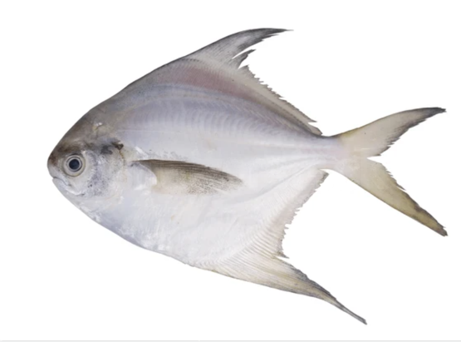 Promfet/ആവോലി