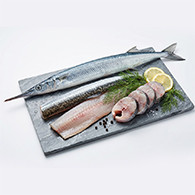 Needle Fish