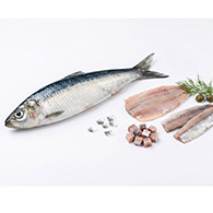 Sardine
