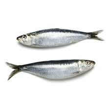 Sardine/ചാള