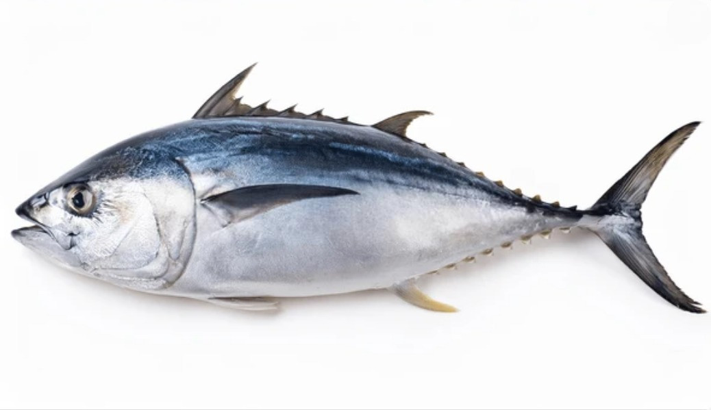 Tuna/ചൂര/टूना मछली