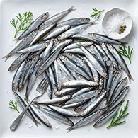 Anchovy/നെത്തോലി