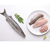 Pickhandle Baracuda