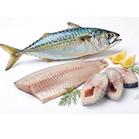 Indian Mackrel